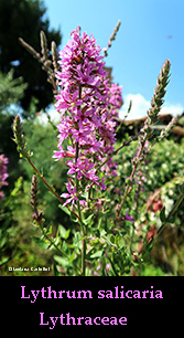 Lythrum salicaria