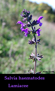 Salvia haematodes