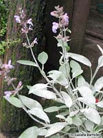 Salvia officinalis