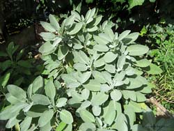 cespuglio di salvia