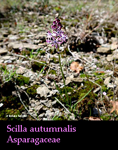 Scilla autumnalis