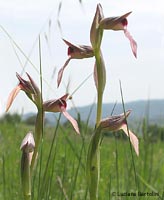 Orchidea Lingua lunga - Serapias sp. Orchidea Lingua lunga - Serapias sp.