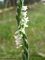 Spiranthes spiralis - Viticcini autunnali Spiranthes spiralis - Viticcini autunnali