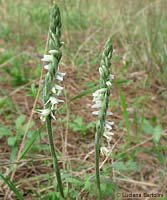 Spiranthes spiralis