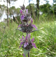 Stachys byzantina