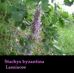 Stachys byzantina