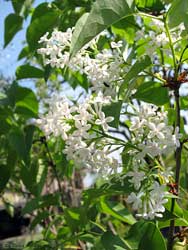 Syringa vulgaris - Lillà bianco