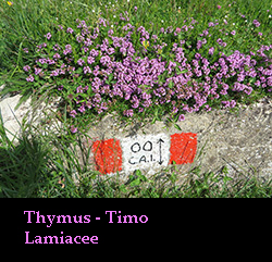 Thymus - Timo
