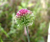 Allium sphaerocephalon