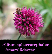 Allium sphaerocephalon - aglio delle bisce