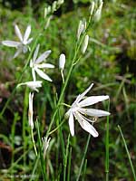 Anthericun sp.