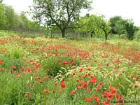 Campo di papaveri