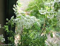 Chaerophyllum sp.