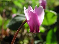 fiore di ciclamino