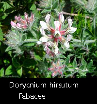 Dorycnium hirsutum un trifoglio pelosetto