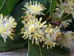 Laurus nobilis in fiore