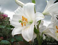 giglio bianco