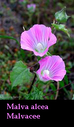 Malva alcea