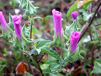 Malva alcea