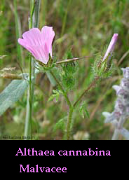 Althaea cannabina