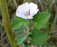 Althaea officinalis - Bismalva
