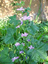 Malva