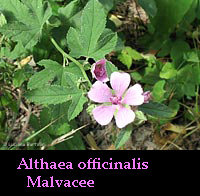 Althaea officinalis - Bismalva