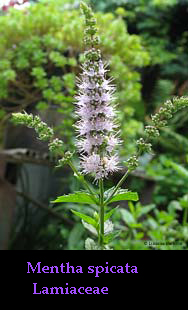 Mentha spicata