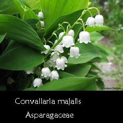 Convallaria majalis