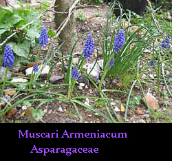 Muscari Armeniacum