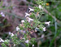 Nepitella