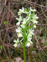 Orchidea bianca