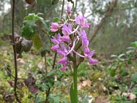 Dactylorhiza romana Dactylorhiza romana
