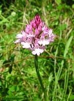 Anacamptis sp.