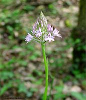 Piccola orchidea