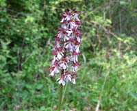 Orchidea