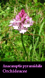 Anacamptis sp.