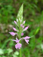 Orchidea