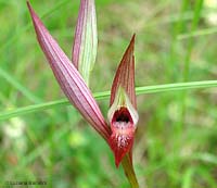 Orchidea Serapias sp. Orchidea Serapias sp.
