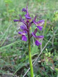 Orchidea Orchidea