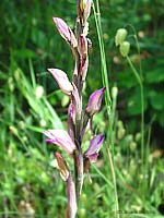 Orchidea Fior di legna