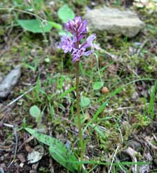 Orchidea spontanea