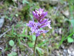 Orchidea spontanea Orchidea spontanea