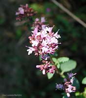 Origano vulgare