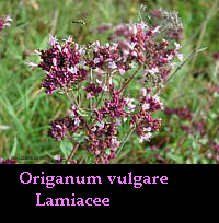 Origano vulgare