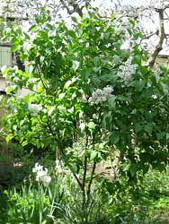 Alberello di Syringa vulgaris