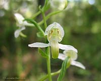 Platanthera comune - fiore