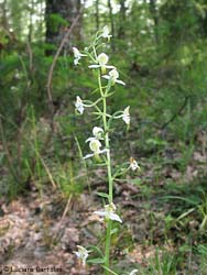 Orchidea Platanthera sp.