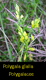 Polygala gialla