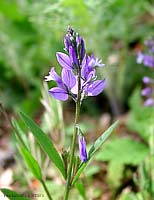 polygala vulgaris